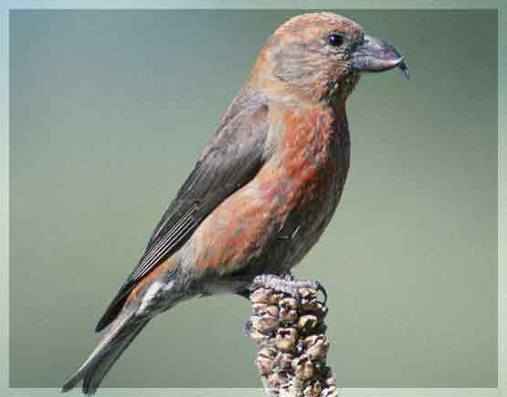 Bird Watching