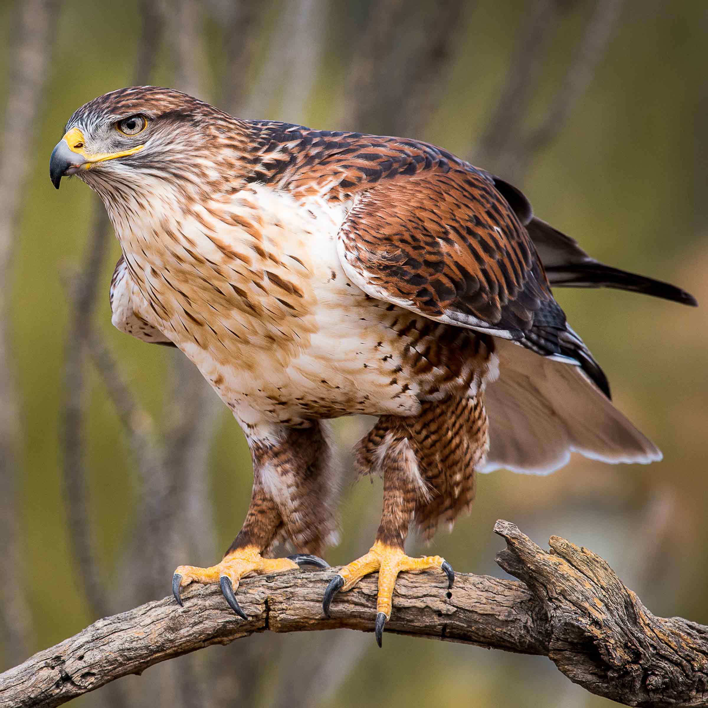 Bird Watching